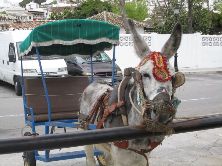 Donkey taxi in Mijas best places to visit near Malaga
