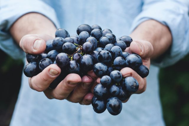 Ribera Del Duero Grape