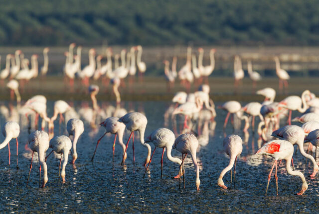 Fuente de Piedra flamingoes