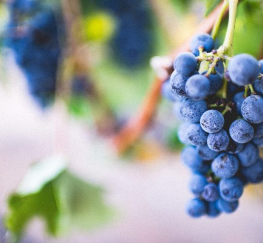Grapes that can produce wine